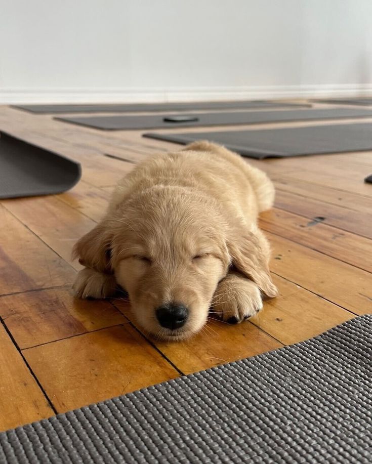 PUPPY PILATES - GRIFFINTOWN